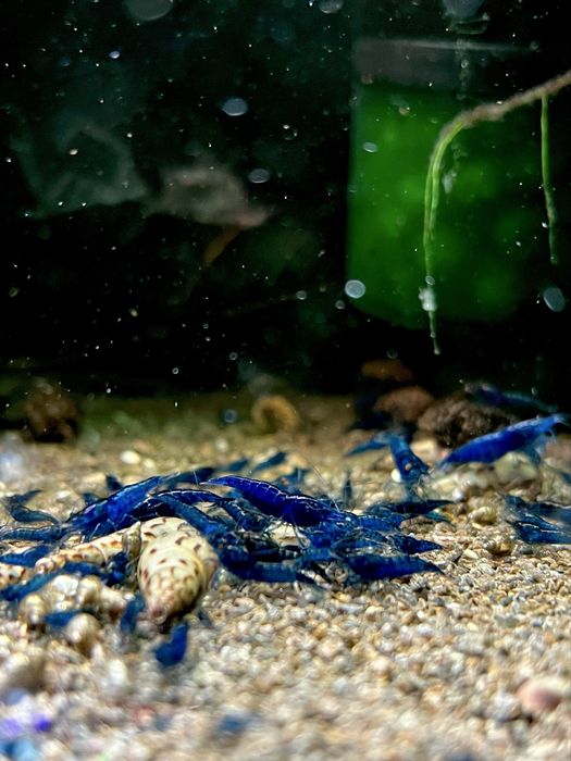 Blue Velvet - krewetki Neocaridina / Niebieskie