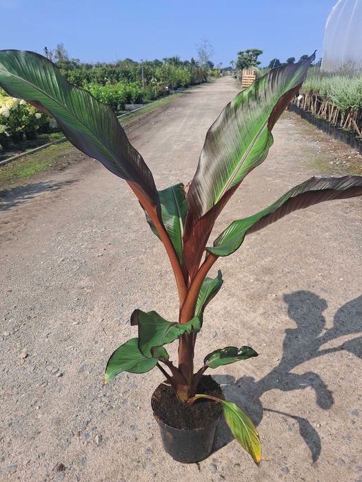 Bananowiec Musa Basjoo, Maurelli, Lasiocarpa/egzotyk/ogród/taras