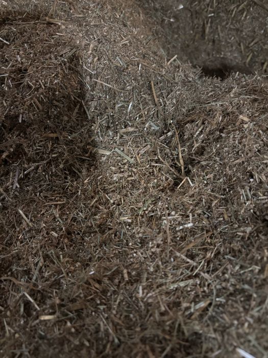 Suchy tmr dla cieląt