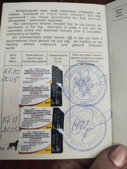 Продам цуценят Французький бульдог