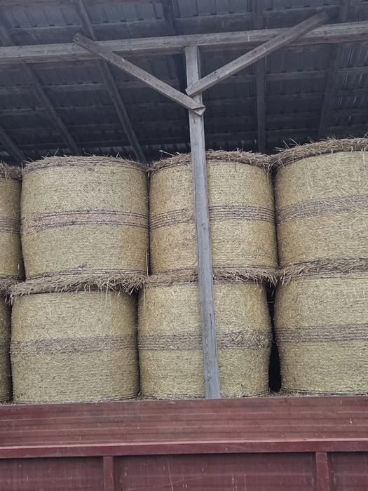 Sprzedam bele słomy 130