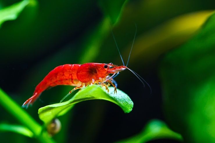 Аквариумная креветка, неокардина черри, блю дрим, оранжевая, жёлтая