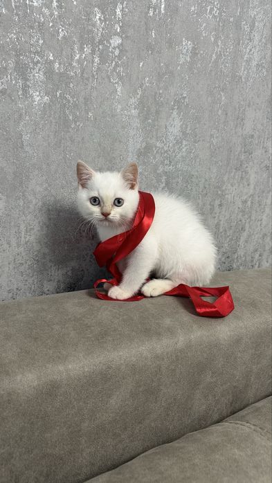 Британський котик