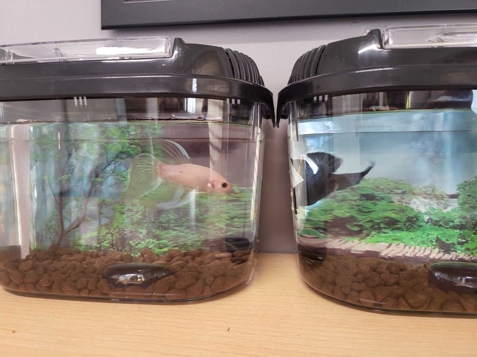 Betas peixe de briga