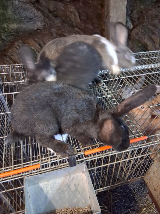 Vendo coelhos de ninhadas novas!