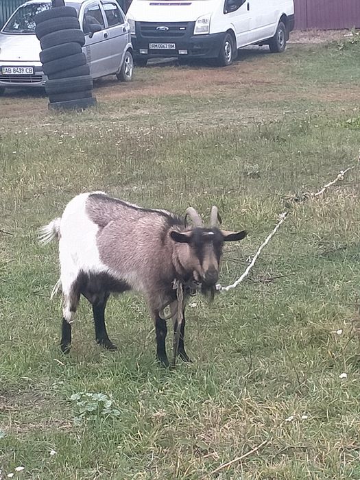 Козлик на злучку 12 міс   покривав 3х коз