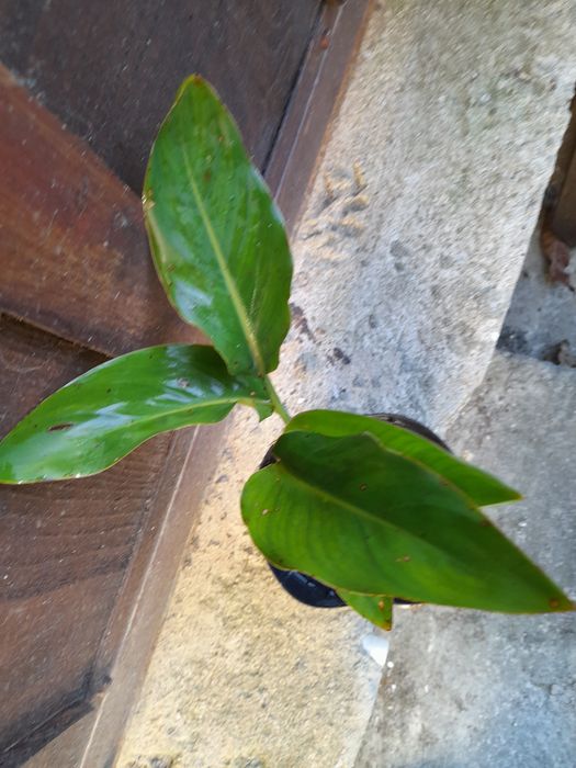 Estrelicia pequena.