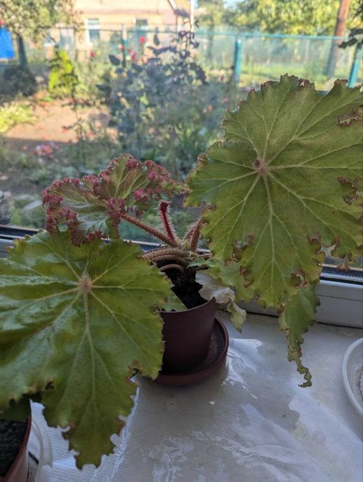 Кімнатні рослини (бегонія, дендробіум, сансівєра)