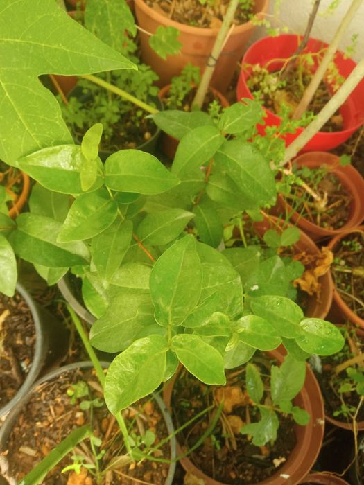 Pitangueiras em vaso