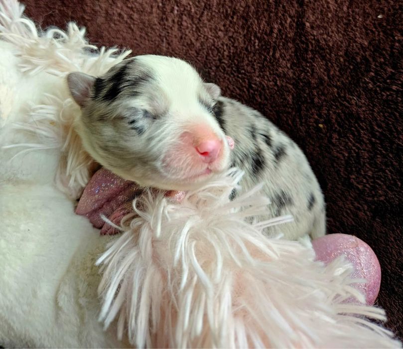 Border Collie ZKwP FCI