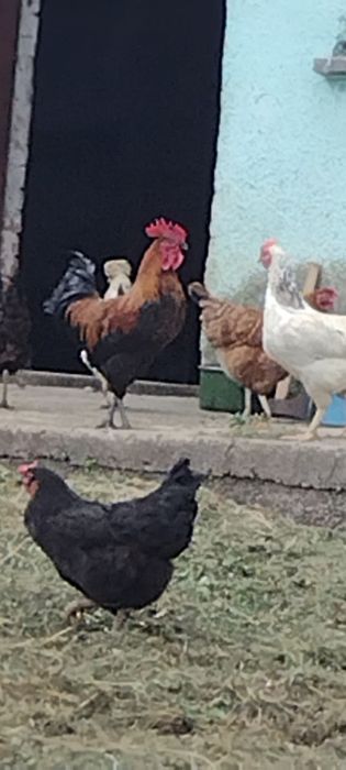 Kogut tegoroczny