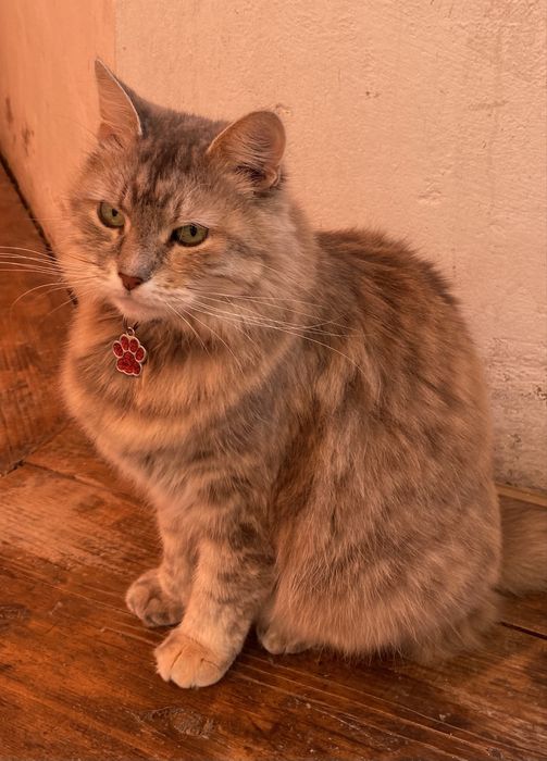 Віддаємо у добрі руки кішку Сонічку