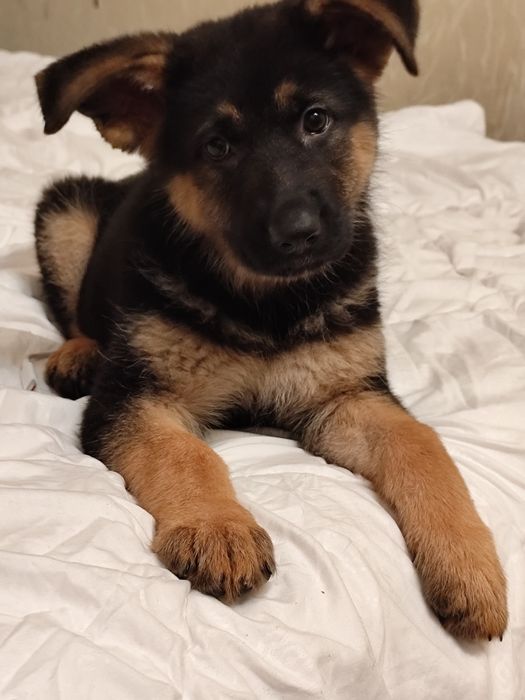 Предлагаются щенки немецкой овчарки