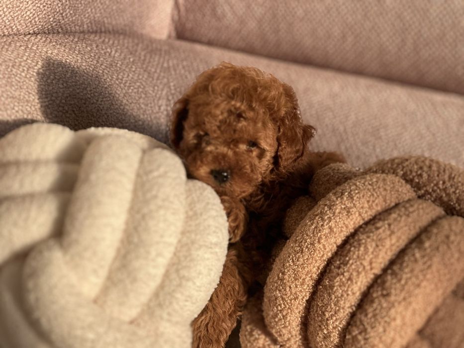 Хлопчик той пудель(тікап)