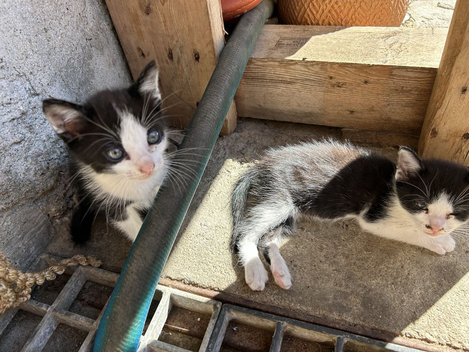 gatinhos para adoçao