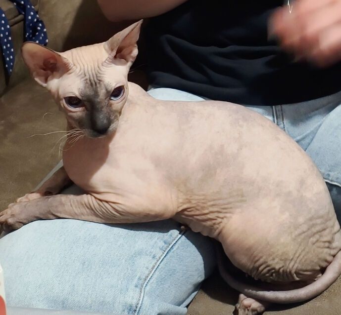 В'язка донського сфінкса