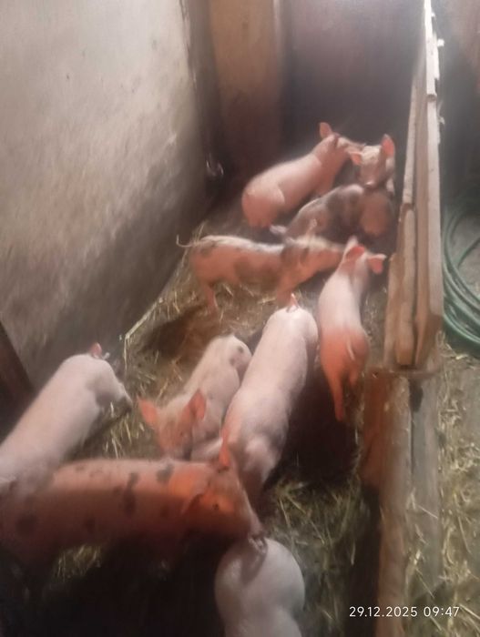Prosięta sprzedam