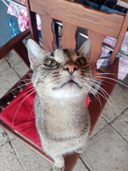 Podarujecie kotce dom!