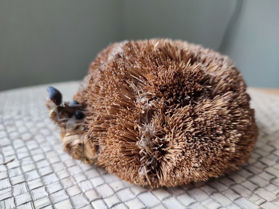 Jeż i myszy z trawy morskiej