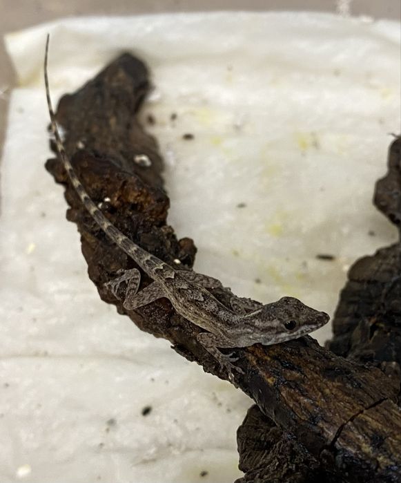 Anolis marmoratus młode CB26 kolorowe dziennie jaszczurki