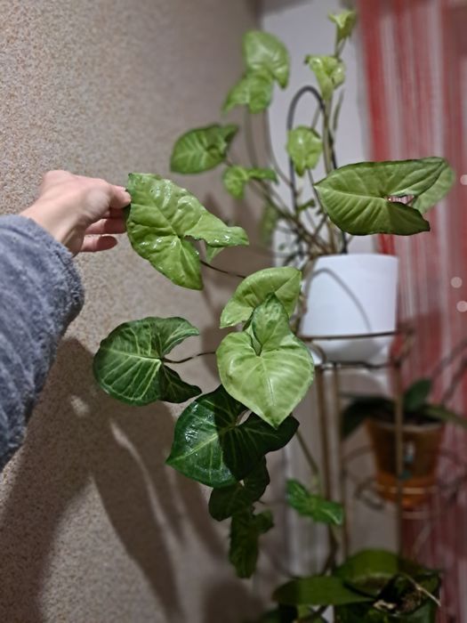 Орхідеї Сигноніум, , фікуси