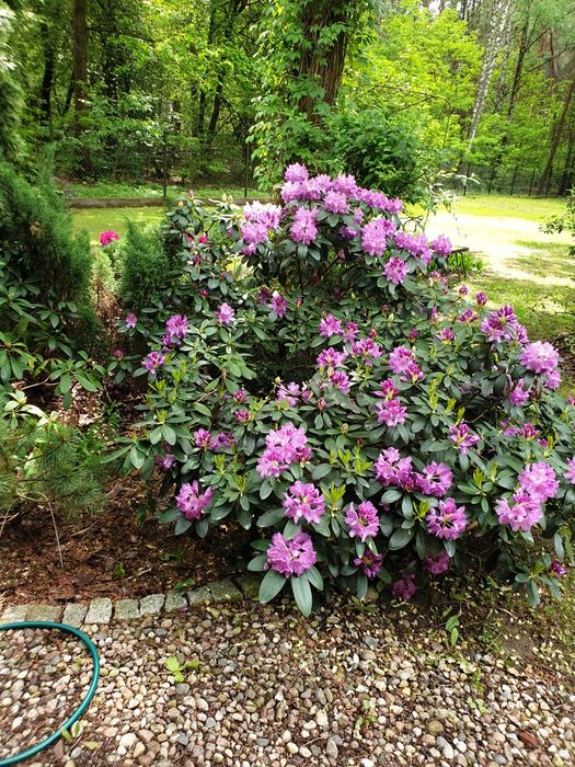 Ziemia przesiewana małym samochodem