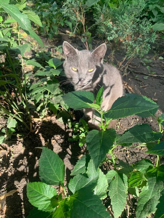 Котик 1,5 год бесплатно