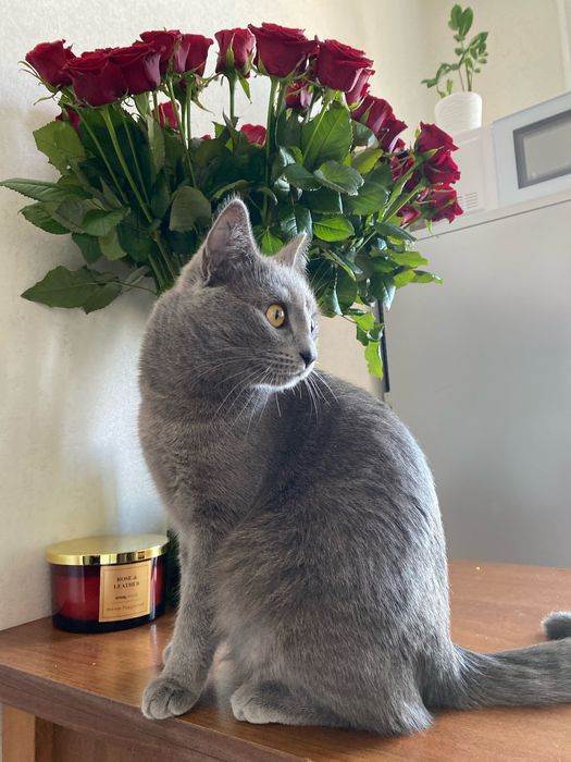 Пропала кошка Луна Одесса молдаванка  Имеет чип и тату на правом ушке.