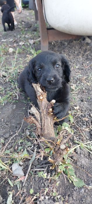 Віддам у добрі руки, Чугуїв