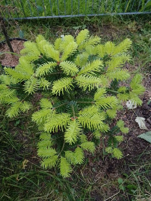 CHOINKA Jodła kaukaska w doniczce POLECAM !!!
