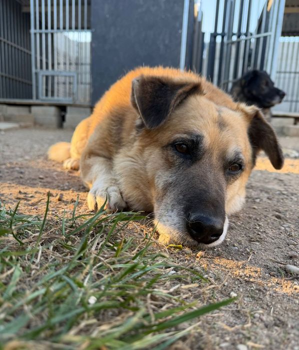 Nero czeka na adopcję