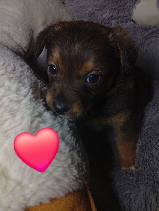 Ніжні цуценята шукають дім і турботливих господарів