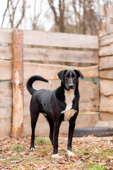 Віддам собачку безкоштовно