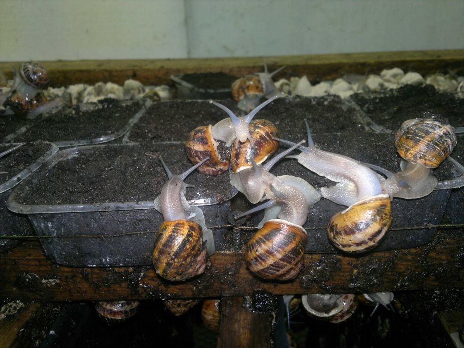 Pasza dla ślimaków ślimak Reproduktor reprodukcja