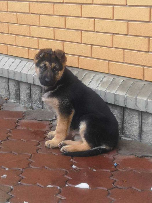 Найкращий  цуцик німецької вівчарки