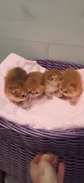 Золотые колобочки шотландская шиншилла