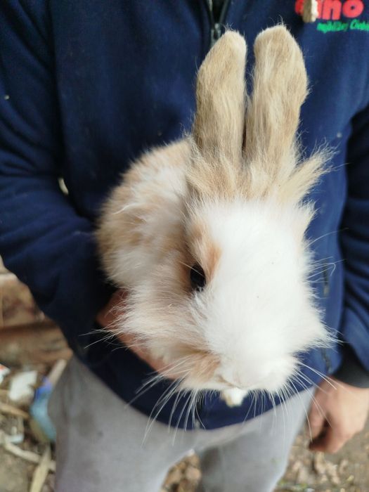Miniatury króliczków Angora, Karzełek Tedy
