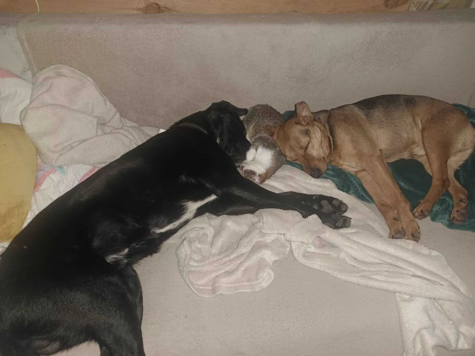 Scooby cudowny młody psiaczek poleca się adopcji