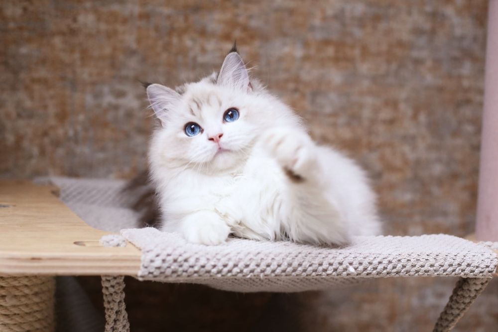 Ragdoll kotka hodowlana FPL zagraniczna linia