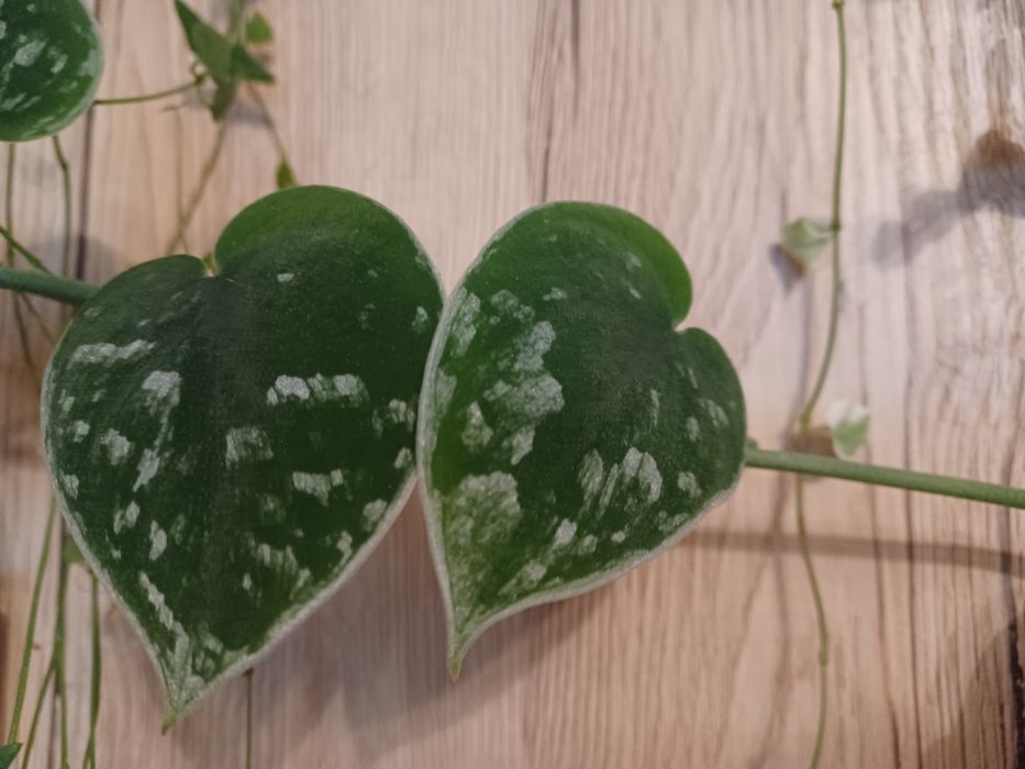 Scindapsus Silver Ann cięty pęd