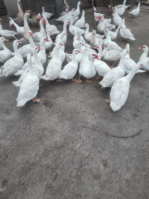 kaczki francuskie piżmowe