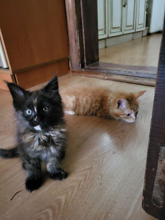 Шикарные котята Мейн-кун,питомник