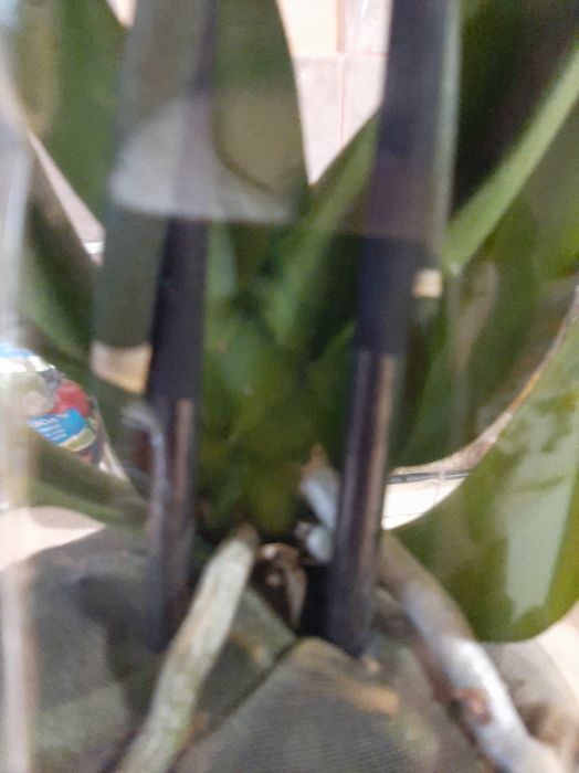 Орхідеї  подарункові