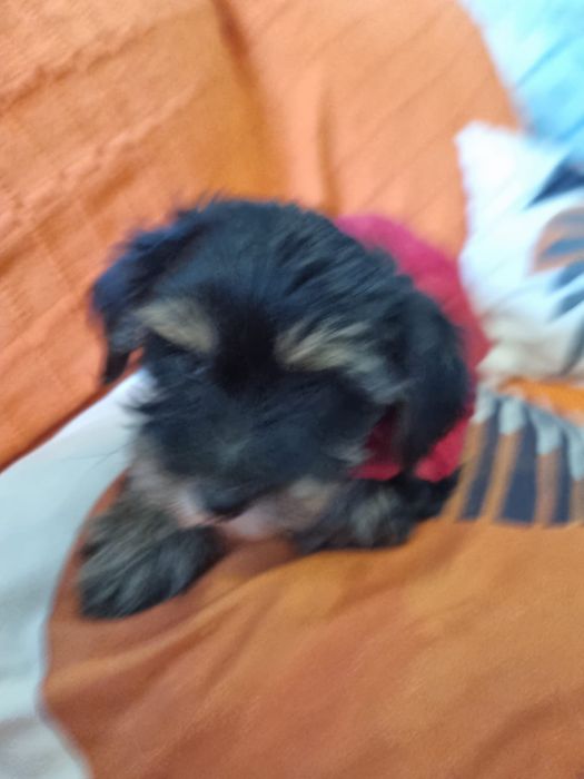 Yorkshire terrier femea xcelente