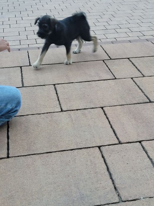 Oddam za darmo pieski