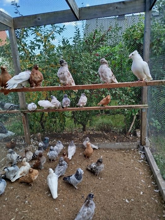 Gołębie ozdobne, mewka chińska , turkot frankoński