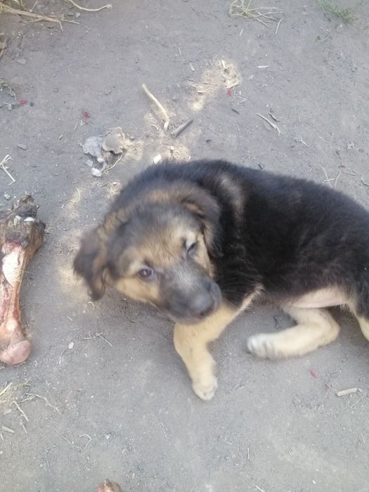 Отдам в хорошие руки щенков