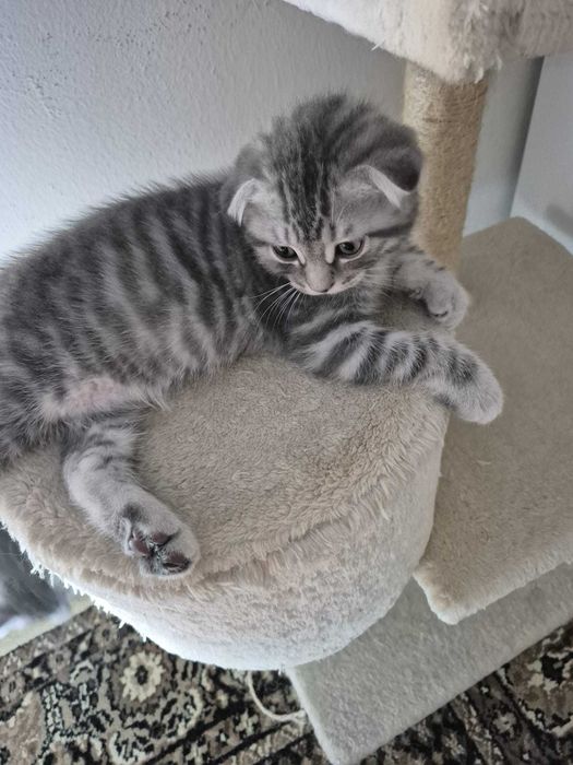 Gatinho Scotish Fold