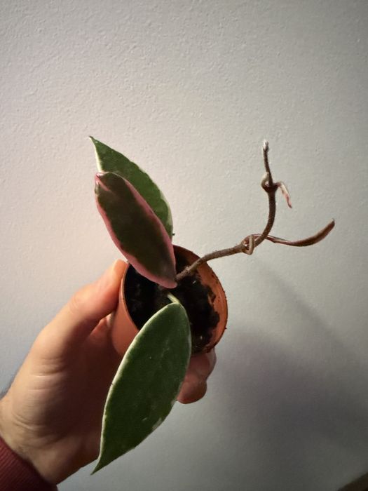 Hoya flamingo pink