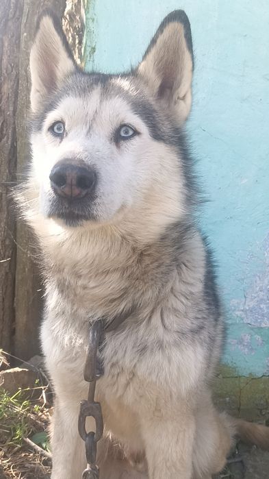 Продам собку хаскі чистокровний